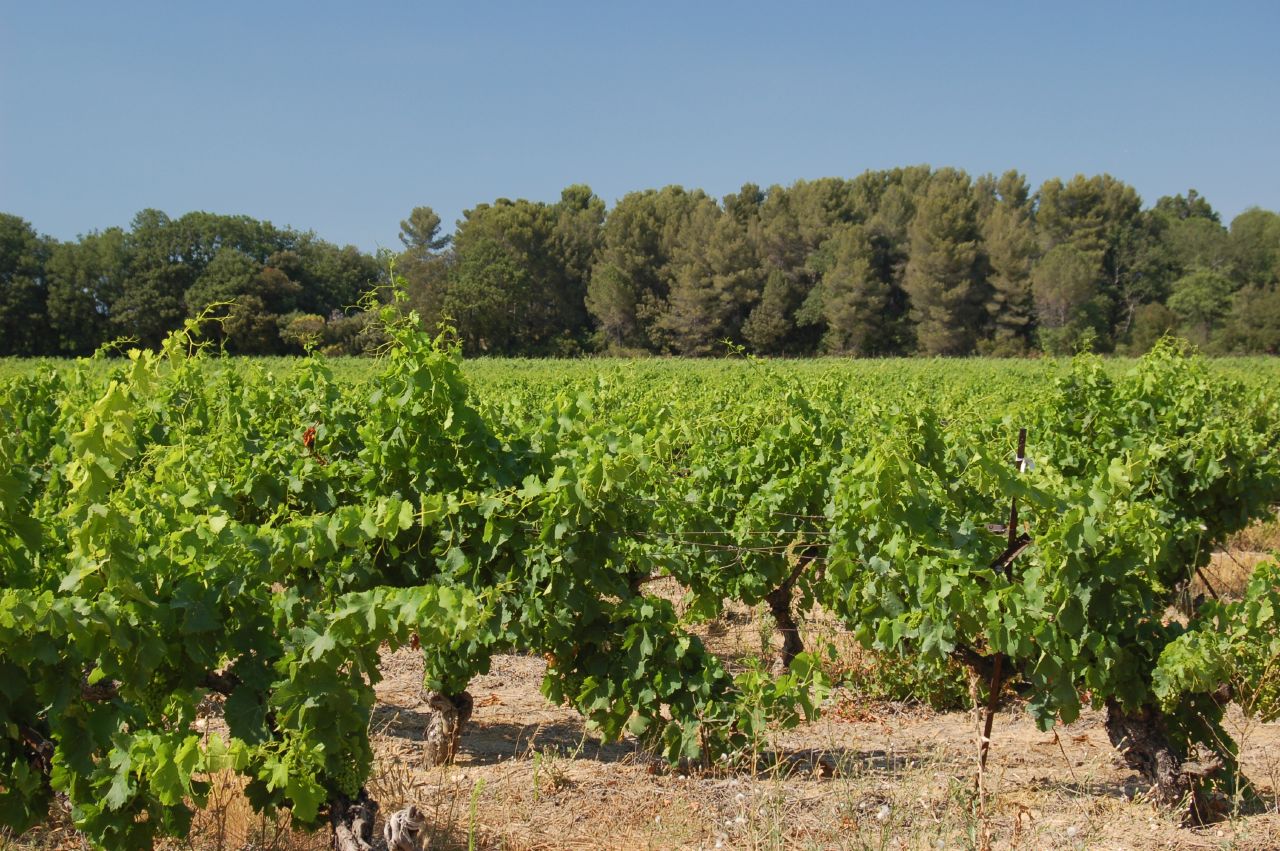 Sunlit Provence vineyard, ideal for a wine escape from Cannes